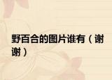 野百合的图片谁有（谢谢）