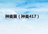 种麦苗（种麦417）