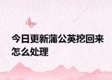 今日更新蒲公英挖回来怎么处理