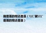 藕是莲的根还是茎（\