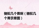 骆驼几个胃啊（骆驼几个胃示意图）