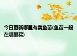 今日更新哪里有卖鱼苗(鱼苗一般在哪里买)