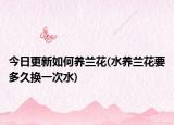 今日更新如何养兰花(水养兰花要多久换一次水)