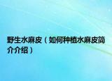 野生水麻皮（如何种植水麻皮简介介绍）