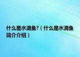 什么是水滴鱼?（什么是水滴鱼简介介绍）