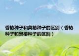 香椿种子和臭椿种子的区别（香椿种子和臭椿种子的区别）