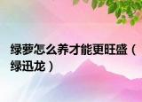 绿萝怎么养才能更旺盛（绿迅龙）