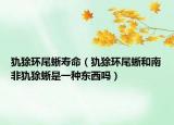 犰狳环尾蜥寿命（犰狳环尾蜥和南非犰狳蜥是一种东西吗）