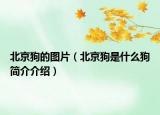 北京狗的图片（北京狗是什么狗简介介绍）