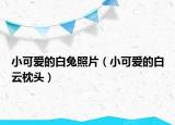 小可爱的白兔照片（小可爱的白云枕头）