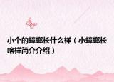 小个的蟑螂长什么样（小蟑螂长啥样简介介绍）