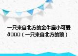 一只来自北方的金牛座小可爱