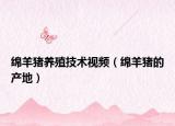 绵羊猪养殖技术视频（绵羊猪的产地）