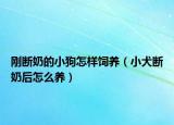刚断奶的小狗怎样饲养（小犬断奶后怎么养）