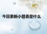 今日更新小茴香是什么