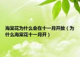 海棠花为什么会在十一月开放（为什么海棠花十一月开）
