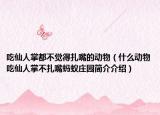 吃仙人掌都不觉得扎嘴的动物（什么动物吃仙人掌不扎嘴蚂蚁庄园简介介绍）