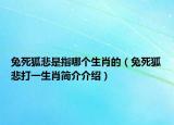 兔死狐悲是指哪个生肖的（兔死狐悲打一生肖简介介绍）