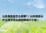 山东毒姜是怎么回事?（山东毒姜长什么样子怎么辨别呢简介介绍）