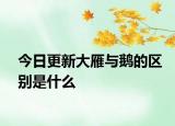 今日更新大雁与鹅的区别是什么