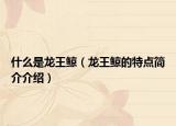 什么是龙王鲸（龙王鲸的特点简介介绍）