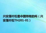 兴安落叶松是中国特有的吗（兴安落叶松TH201-01）