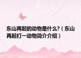 东山再起的动物是什么?（东山再起打一动物简介介绍）