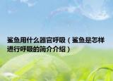 鲨鱼用什么器官呼吸（鲨鱼是怎样进行呼吸的简介介绍）