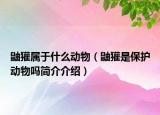 鼬獾属于什么动物（鼬獾是保护动物吗简介介绍）
