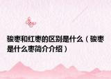 骏枣和红枣的区别是什么（骏枣是什么枣简介介绍）