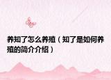 养知了怎么养殖（知了是如何养殖的简介介绍）