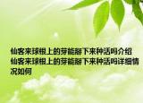 仙客来球根上的芽能掰下来种活吗介绍 仙客来球根上的芽能掰下来种活吗详细情况如何