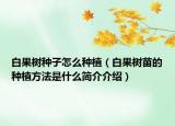 白果树种子怎么种植（白果树苗的种植方法是什么简介介绍）