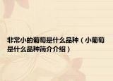 非常小的葡萄是什么品种（小葡萄是什么品种简介介绍）
