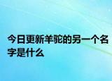今日更新羊驼的另一个名字是什么
