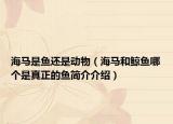 海马是鱼还是动物（海马和鲸鱼哪个是真正的鱼简介介绍）