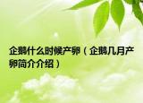 企鹅什么时候产卵（企鹅几月产卵简介介绍）