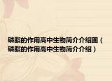 磷脂的作用高中生物简介介绍图（磷脂的作用高中生物简介介绍）