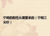 宁明的阳性从哪里来的（宁明三尖杉）