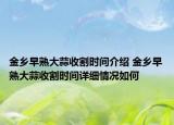 金乡早熟大蒜收割时间介绍 金乡早熟大蒜收割时间详细情况如何