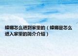 蟑螂怎么进到家里的（蟑螂是怎么进入家里的简介介绍）