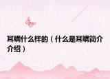 耳螨什么样的（什么是耳螨简介介绍）
