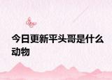 今日更新平头哥是什么动物