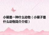 小獾是一种什么动物（小獾子是什么动物简介介绍）