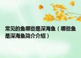 常见的鱼哪些是深海鱼（哪些鱼是深海鱼简介介绍）