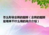 怎么形容企鹅的翅膀（企鹅的翅膀是用来干什么用的简介介绍）