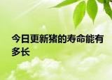 今日更新猪的寿命能有多长