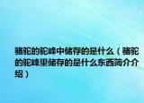 骆驼的驼峰中储存的是什么（骆驼的驼峰里储存的是什么东西简介介绍）
