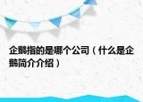 企鹅指的是哪个公司（什么是企鹅简介介绍）