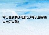 今日更新鸭子吃什么(鸭子直接喂大米可以吗)